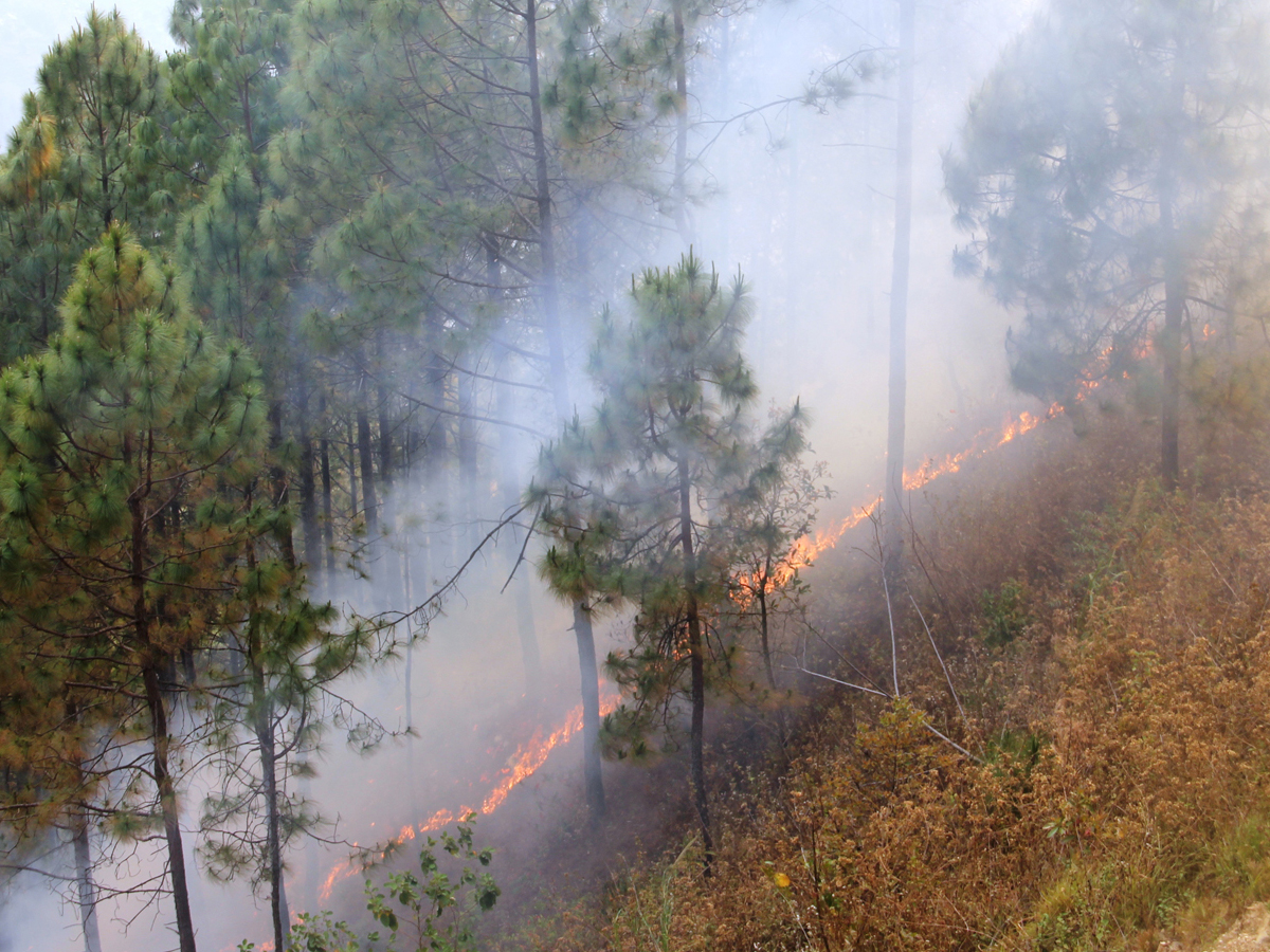 हिउँदे बर्षा नहुँदा डढेलोको जोखिम बढ्यो